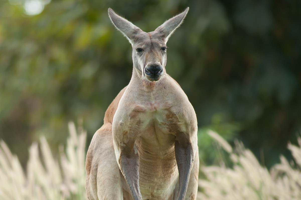 Man mauled by kangaroo in first fatal attack since 1936