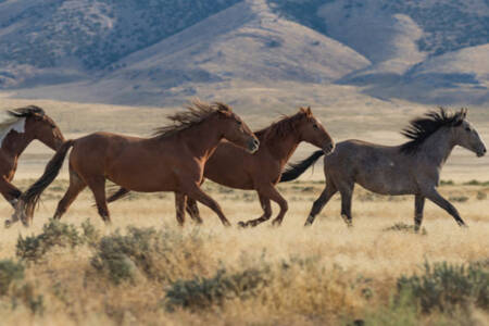 Vicious brumby culls criticised by locals