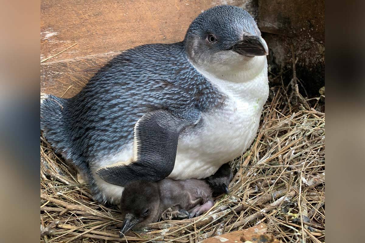 Article image for Phillip Island penguins set a new record