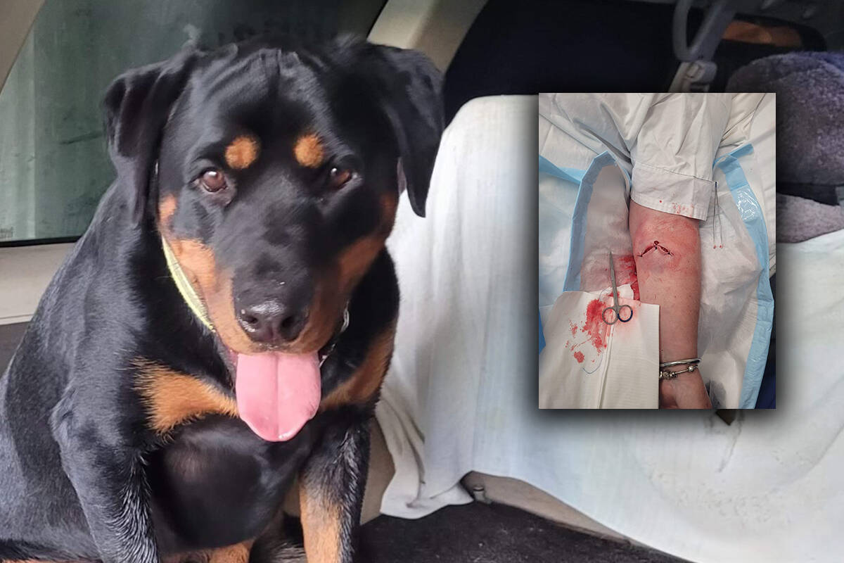 Article image for How Bundy the Rottweiler saved Pam from a crazed kangaroo