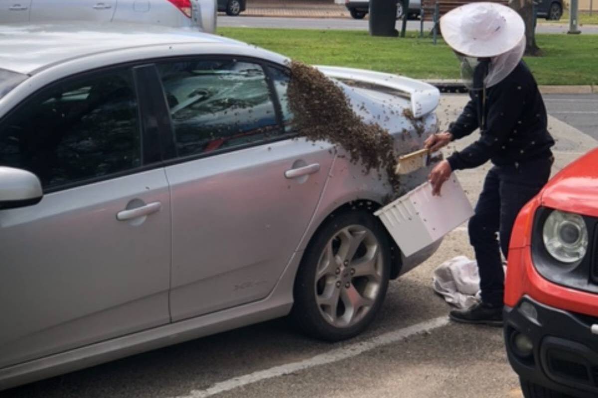 Article image for Swarm of bees strike again on silver car in Swan Hill