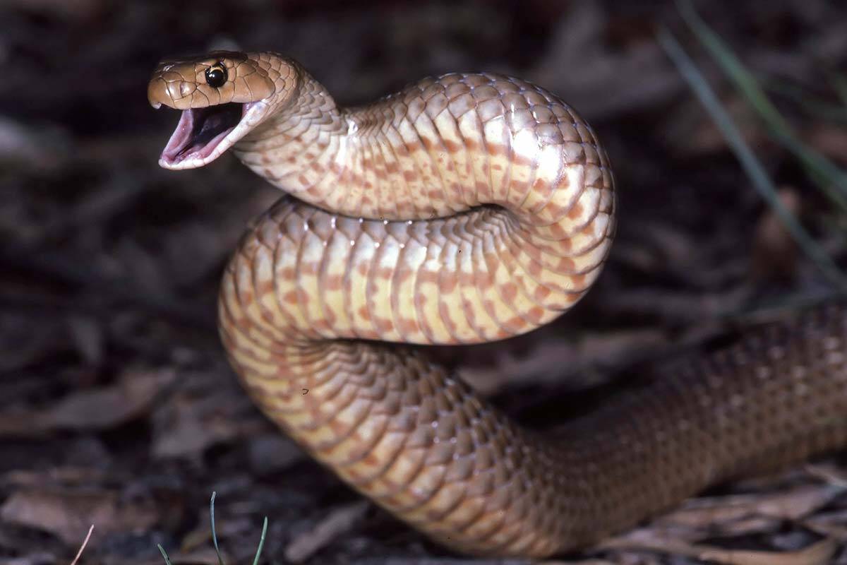 Article image for Why there have been so many snake sightings recently