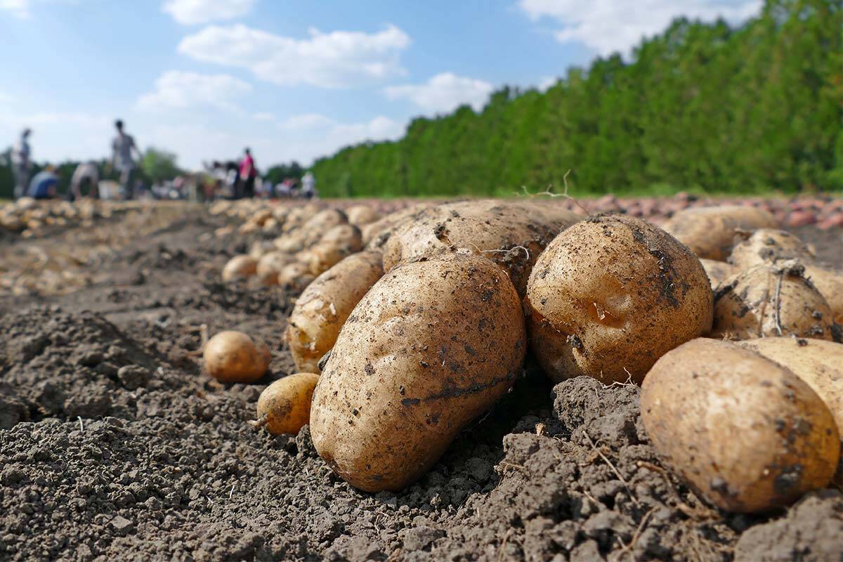 Article image for Australia ‘very likely’ to face potato shortage in coming months