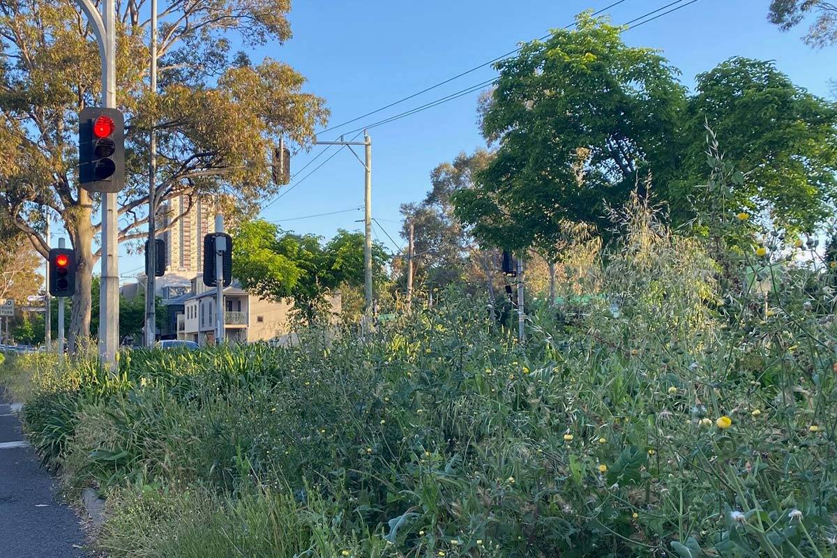 Article image for Bureaucratic dispute blamed for unkempt nature strips in Port Phillip council