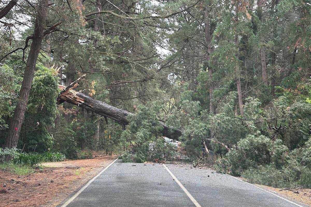 Article image for PHOTOS: Wild winds lash Victoria