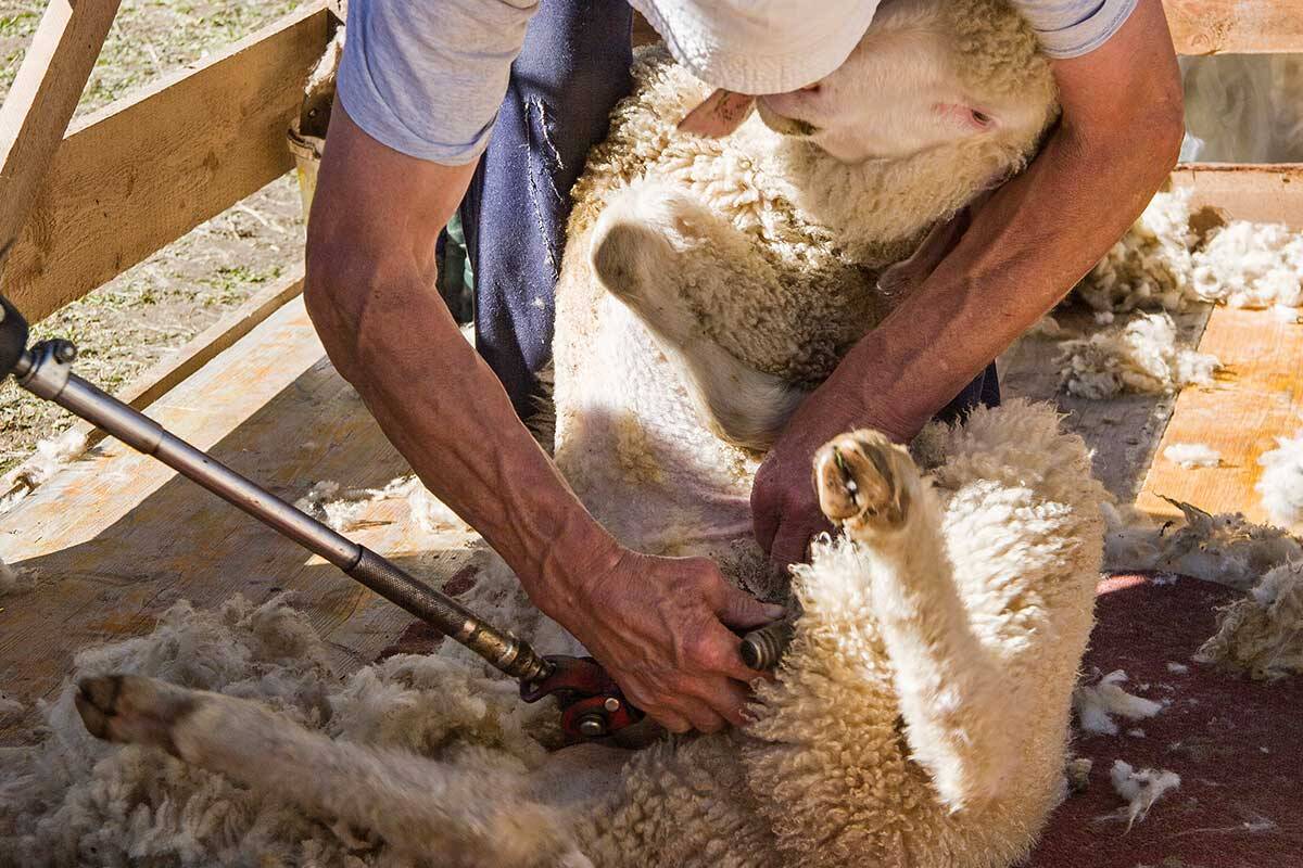 Article image for Australia’s best shearers in action this weekend!