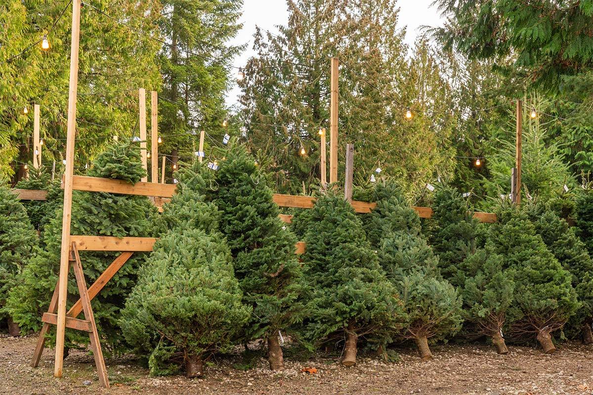 Article image for Christmas tree shortage as demand goes ‘through the roof’
