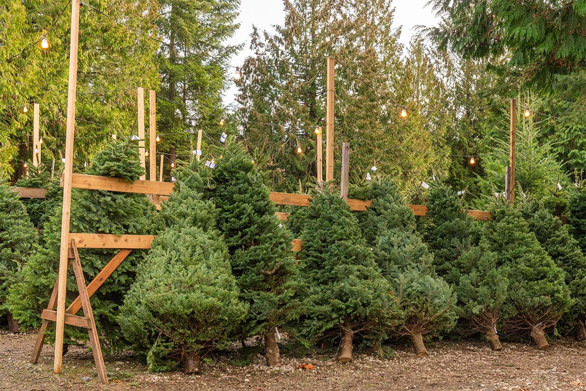Christmas tree shortage as demand goes 'through the roof'
