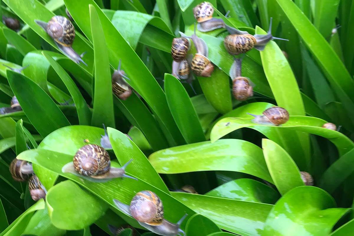 Article image for Influx of snails on the Mornington Peninsula after wet weather