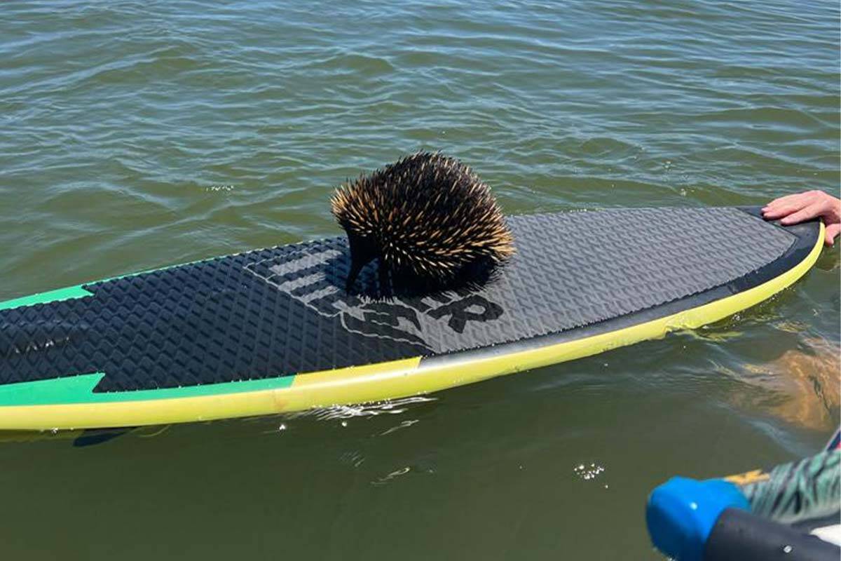 Article image for ‘Struggling’ echidna rescued from Lake Eildon