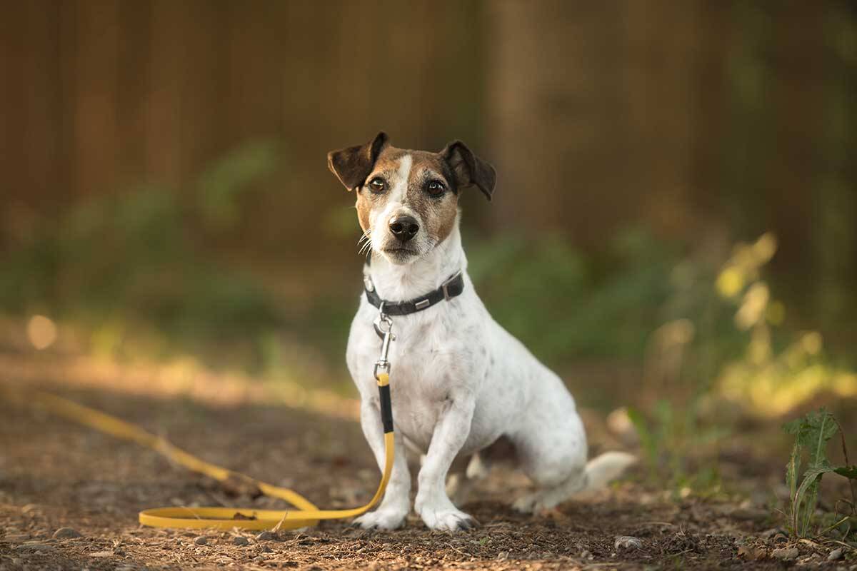 Article image for Residents push back against council turning reserve into on-leash area