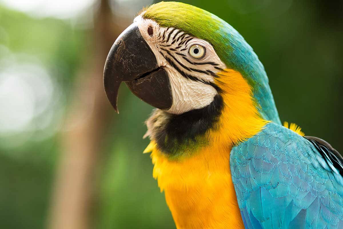 Article image for Screaming bird scares burglar from Mickleham home