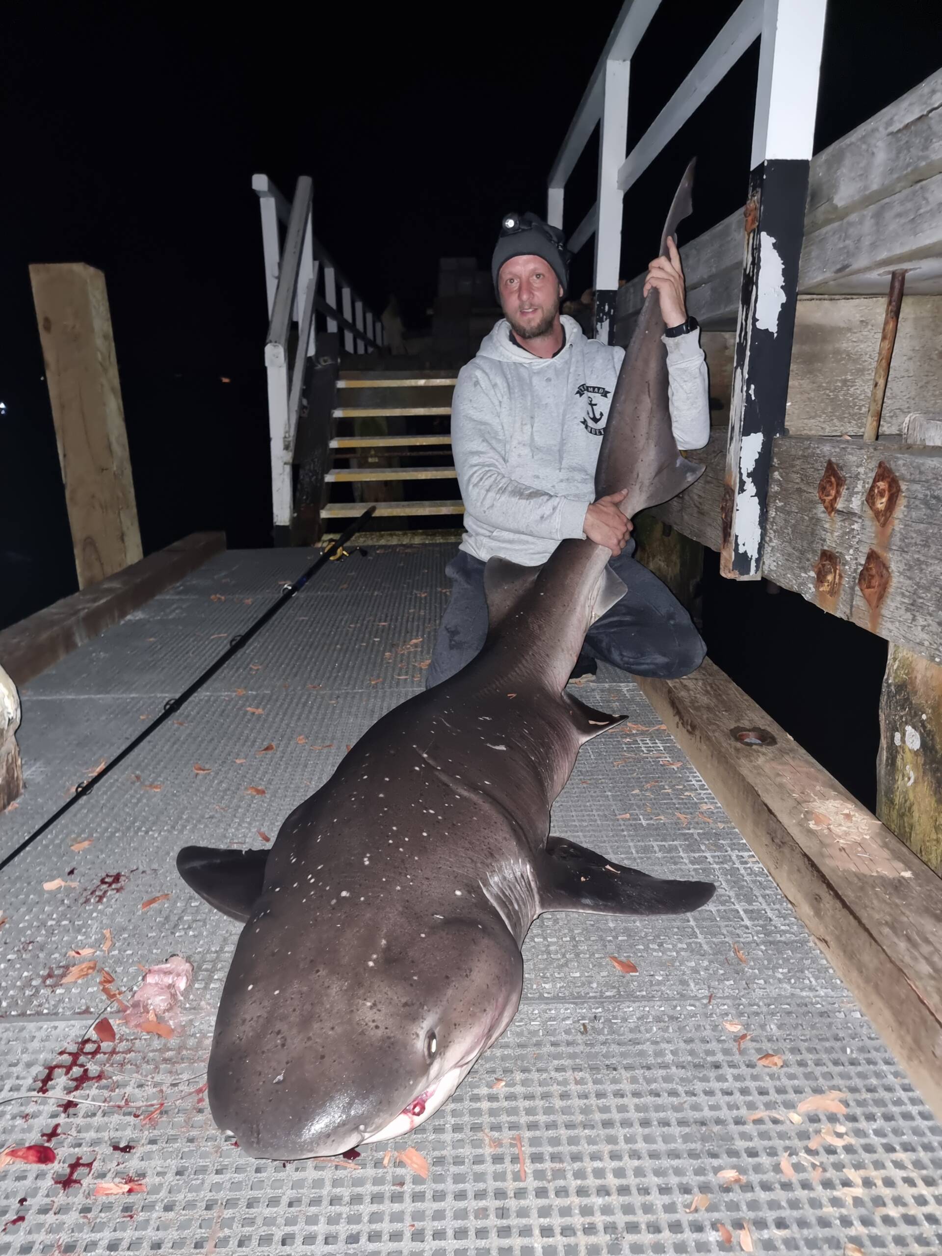 Why shark sightings in Port Phillip are unusual