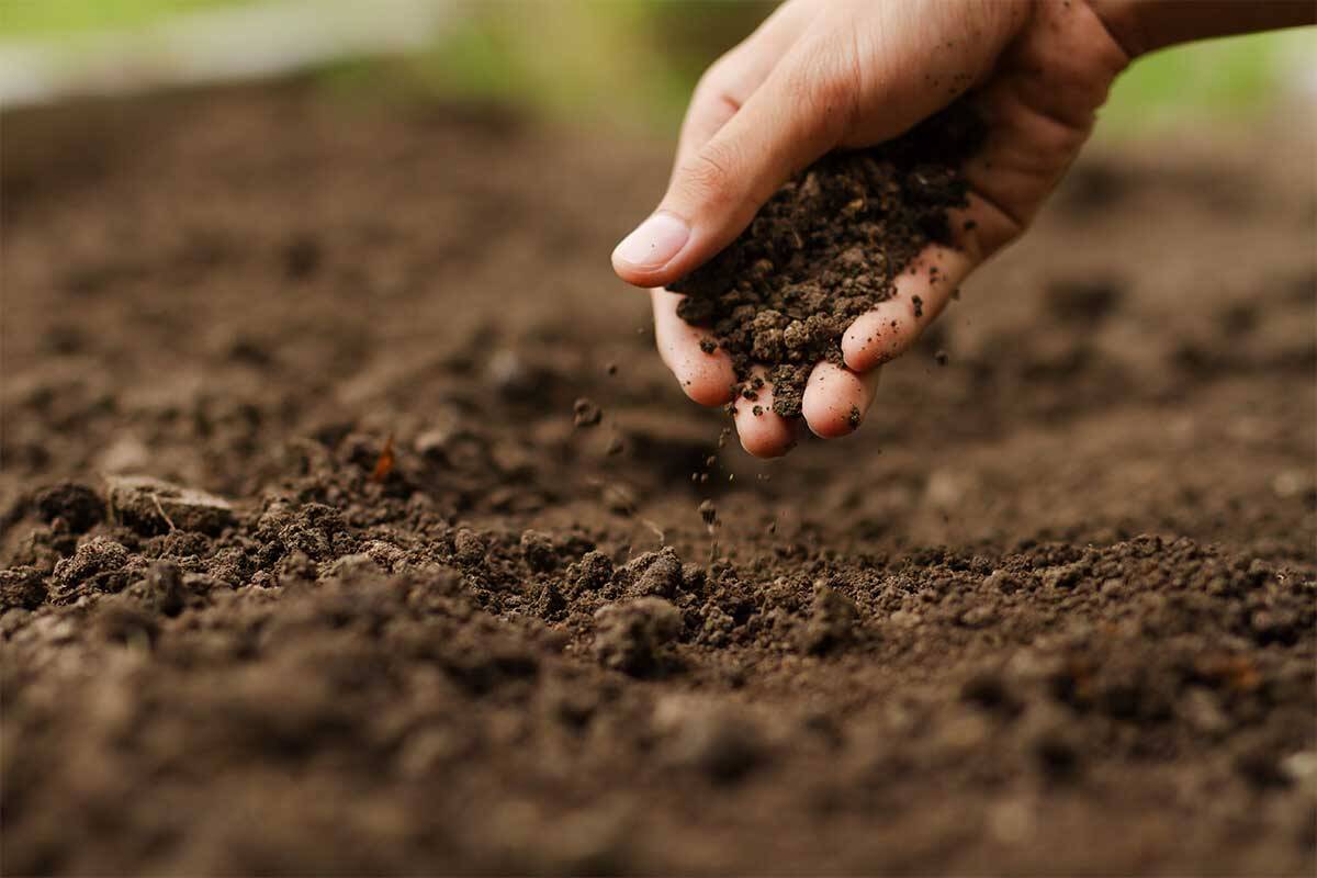 Article image for EPA launches free garden soil testing program