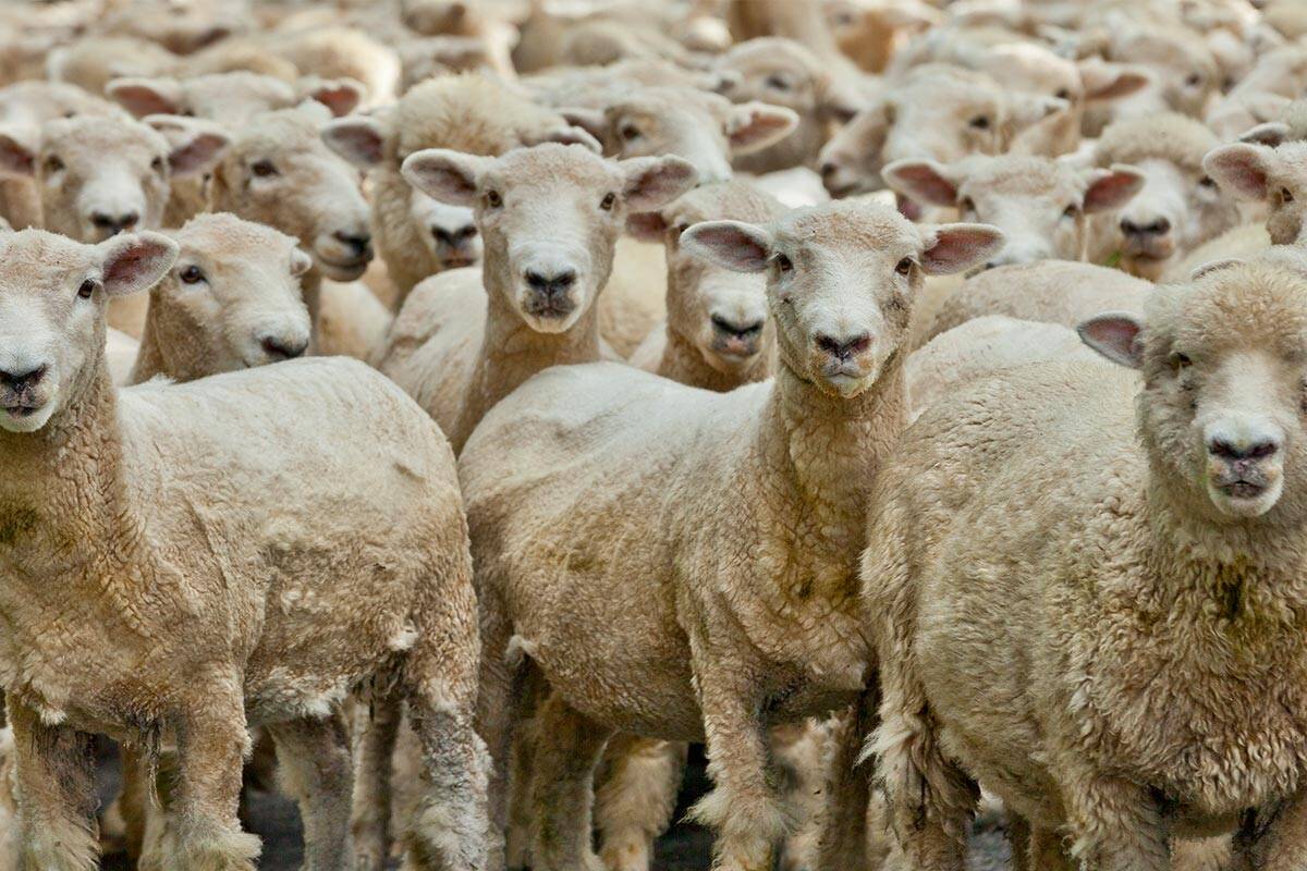 Article image for About 700 sheep stolen from property in Victoria’s north-west
