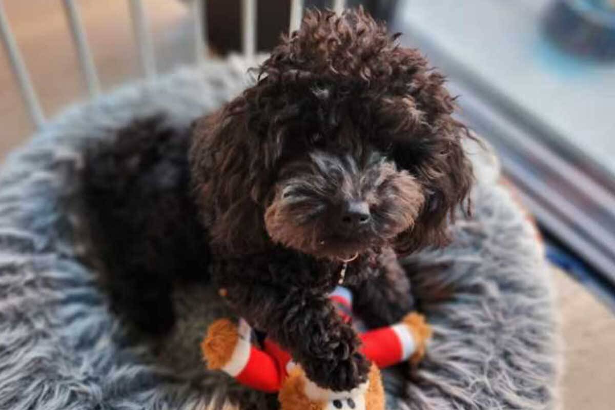 Article image for UPDATE: Simone shares happy update in search for missing dog!