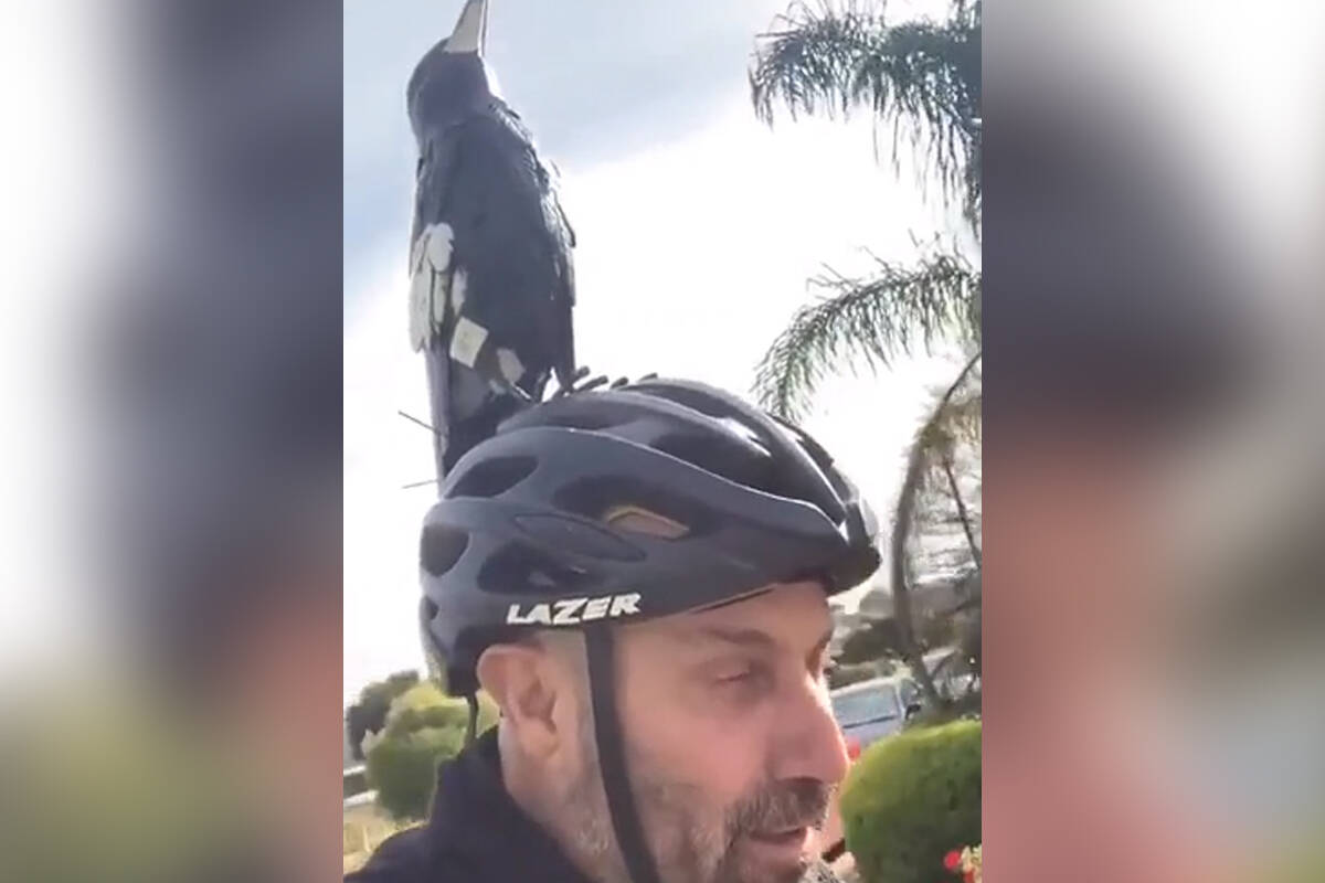 Article image for The ‘magpie man’ Neil Mitchell was talking about!