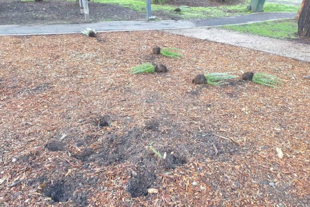 Article image for Lone Pine propagation at war memorial the target of vandals … again