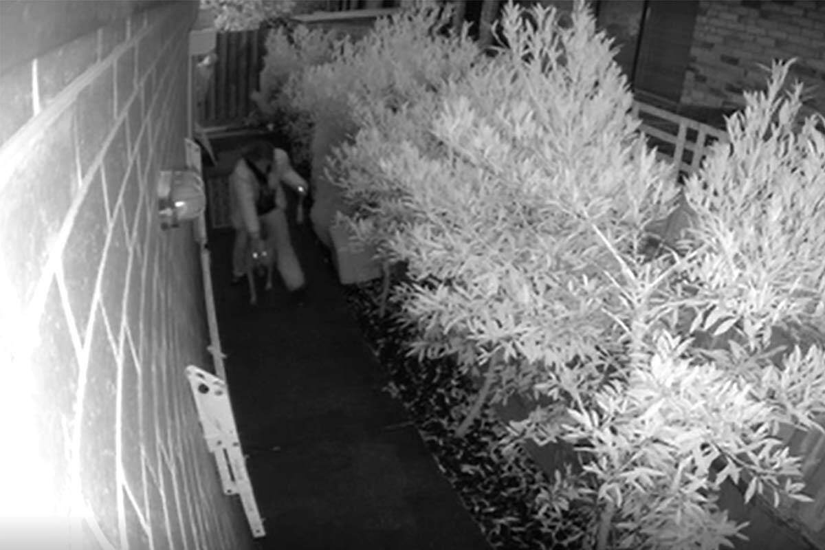 Article image for Cat mauled in horror Moonee Ponds backyard dog attack