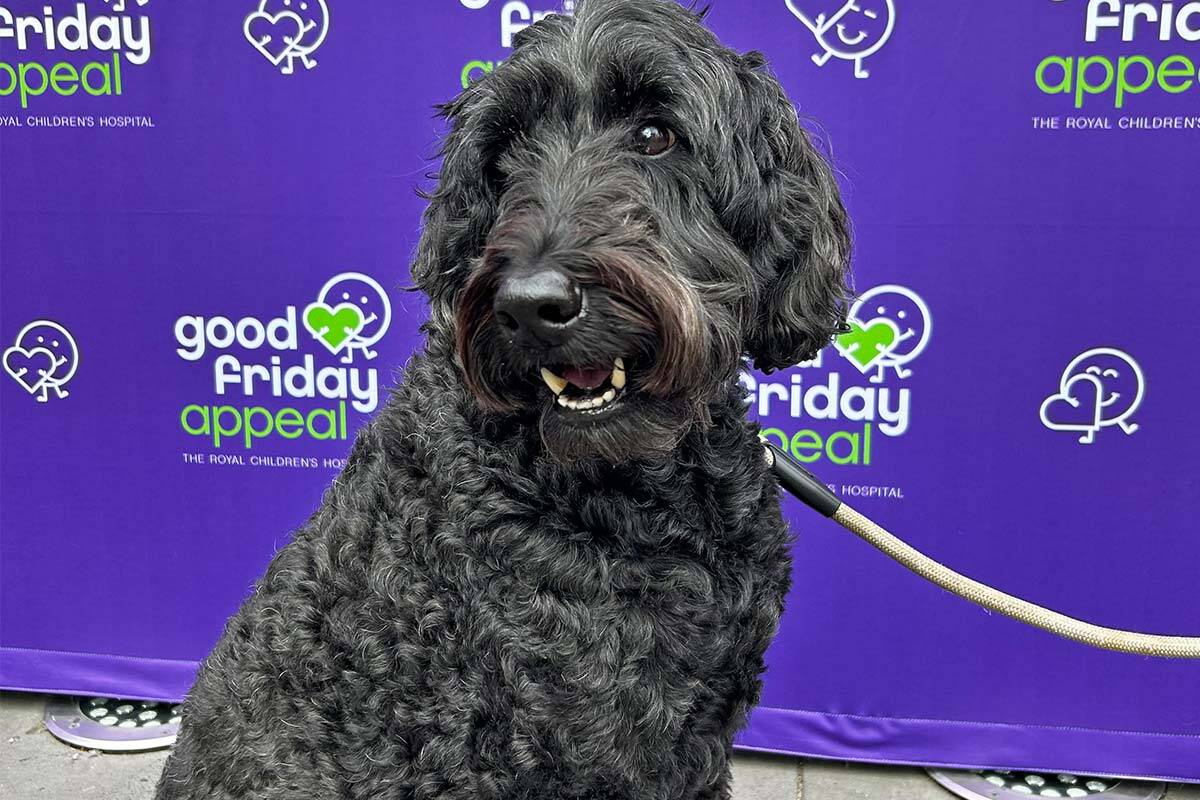 Article image for Dog’s $20k donation to help sick kids