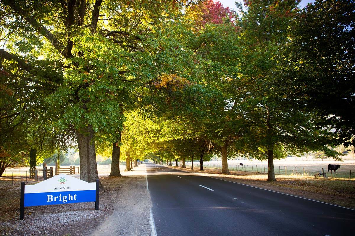 Article image for Nationals MP’s plea to save ‘iconic’ Bright trees