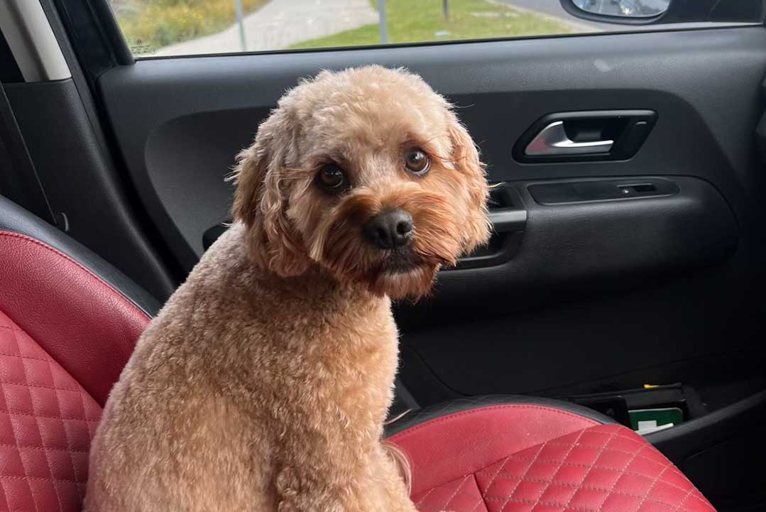 Article image for Desperate search for dog who fled during home burglary