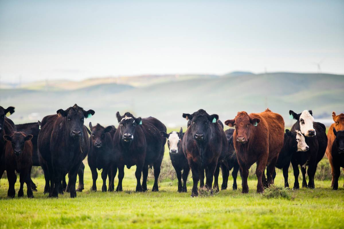 Why cattle prices are starting to drop