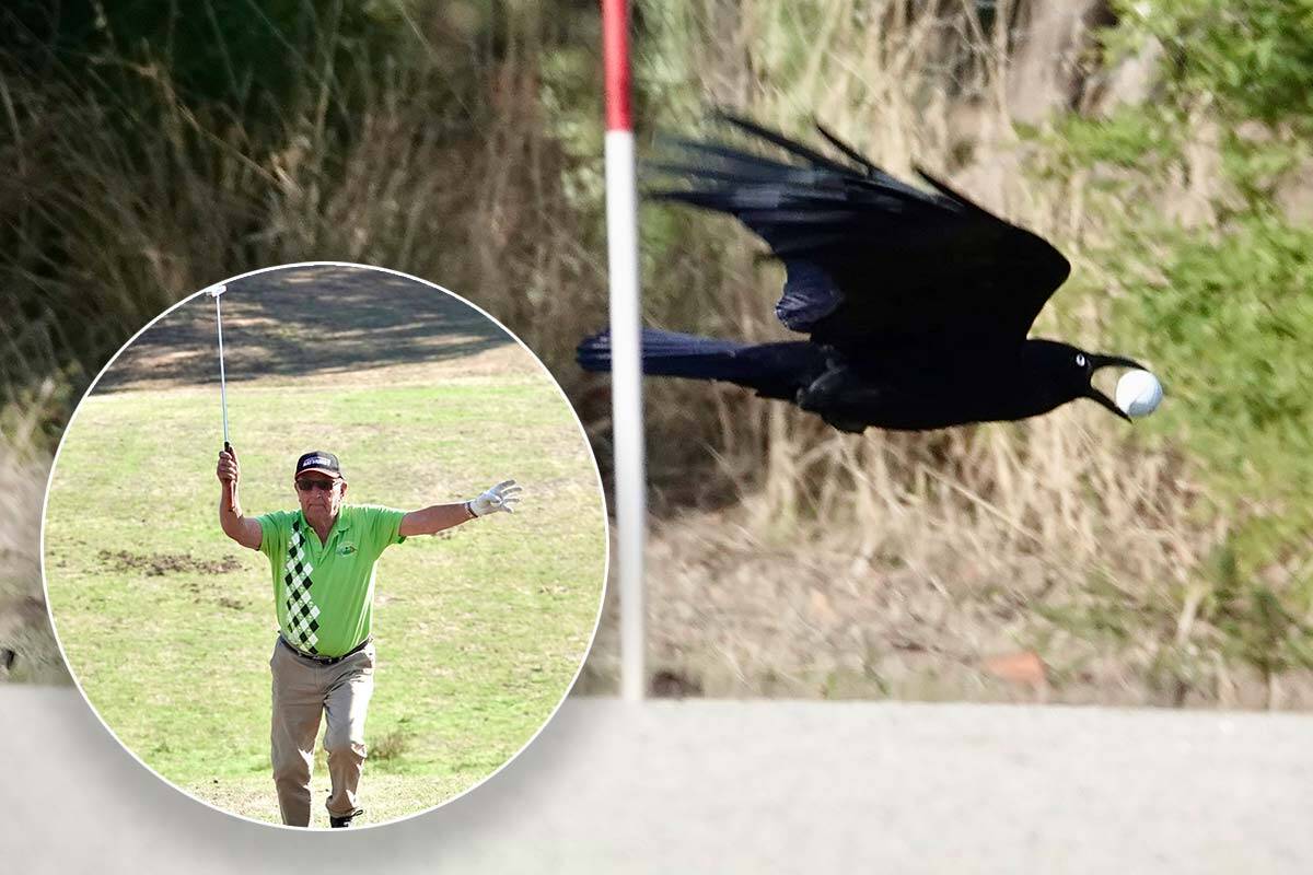 Article image for Crows torment golfers at Victorian golf club