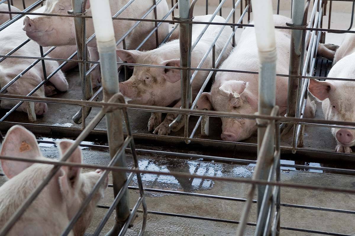 Article image for Activists chain themselves to gas chamber at abattoir in Victoria’s north