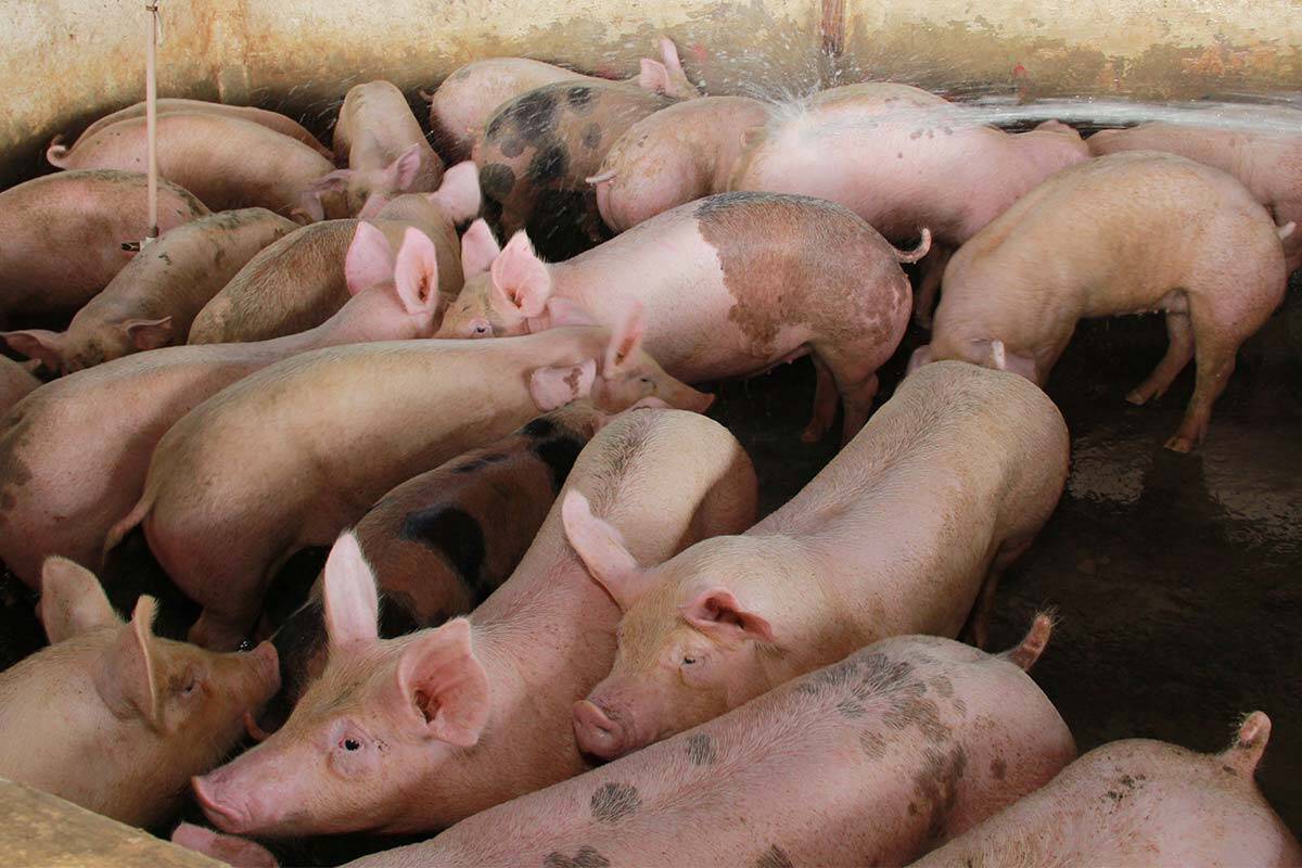 Article image for ‘For once I agree’: Farmers side with animal rights protesters