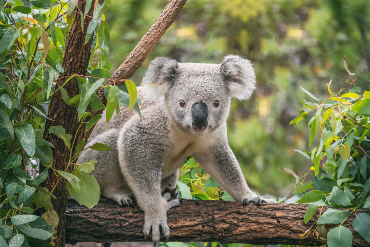 Article image for ‘I don’t know whether to laugh or cry’: Koala habitats at risk
