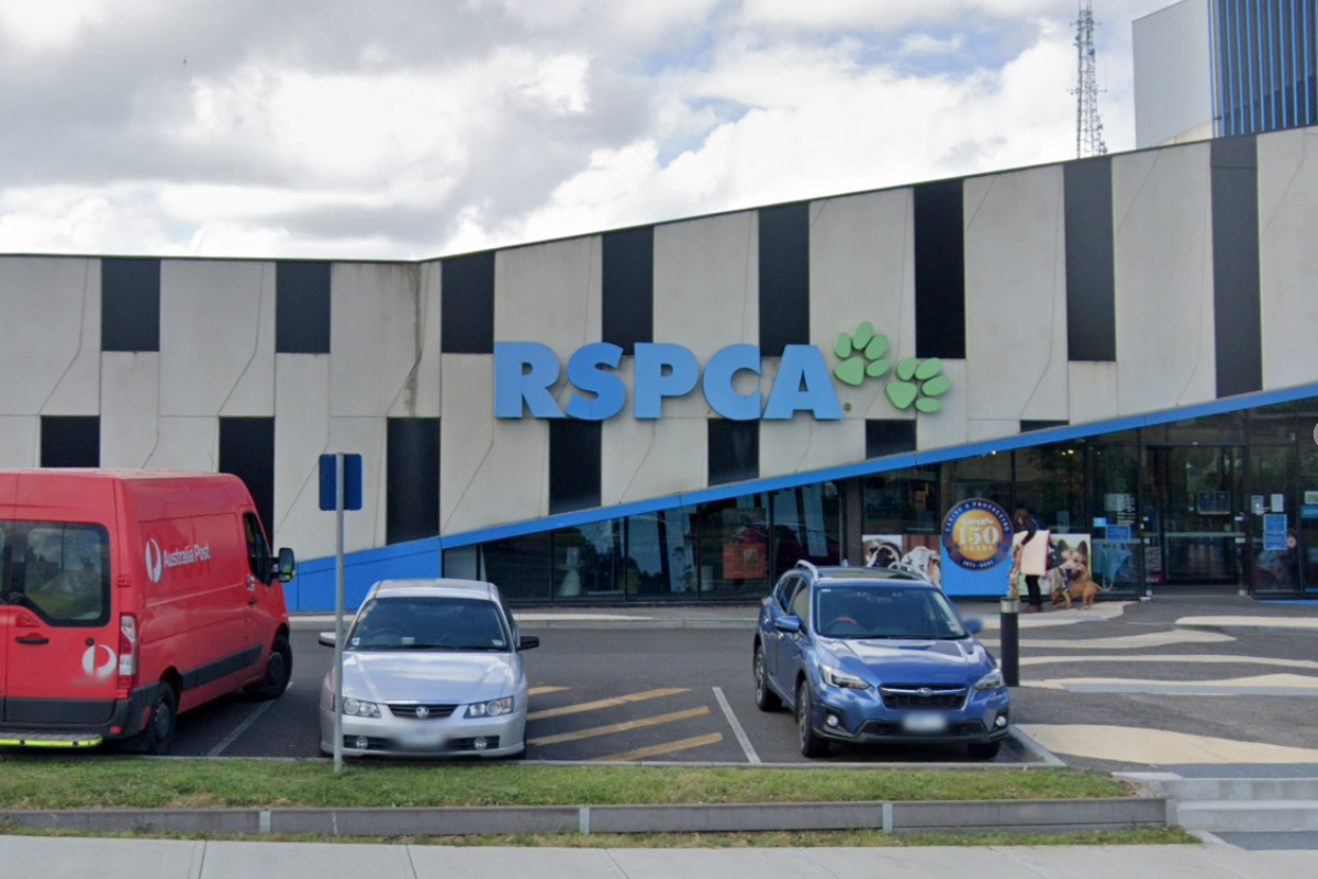 Article image for RSPCA warns services at risk without $4.3m funding boost