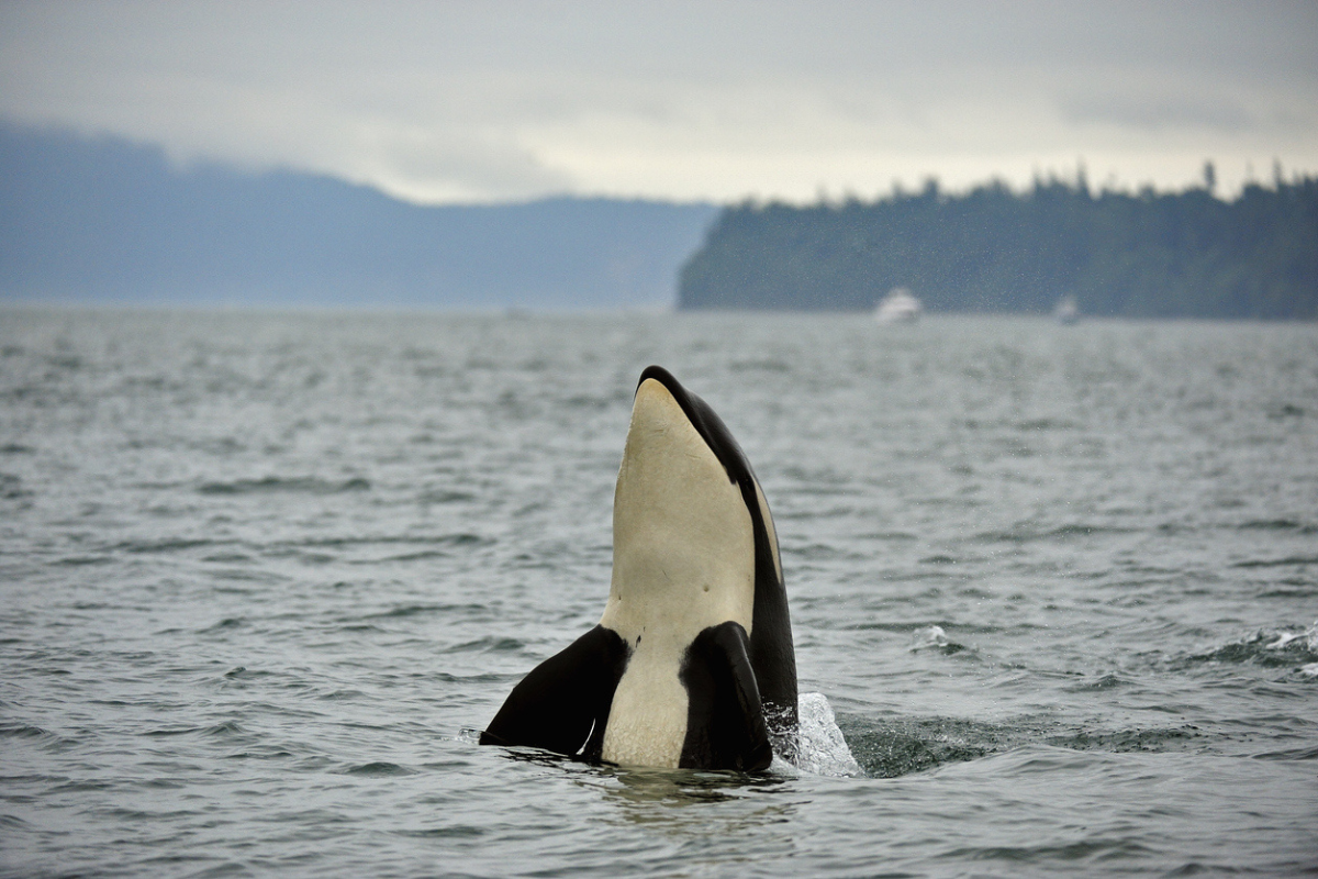 Article image for ‘Act of revenge’: Killer whales attacking boats