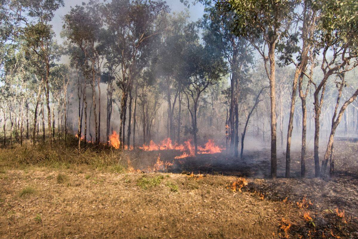 Article image for Why an organisation is offering ‘Cultural Fire Credits’