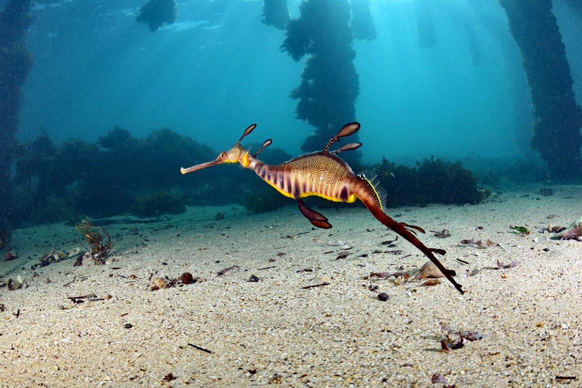 Article image for The history being made at Melbourne Aquarium today