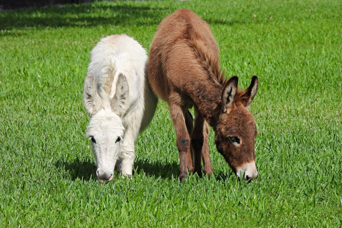 3AW-Itsock-Image- Miniature Donkeys