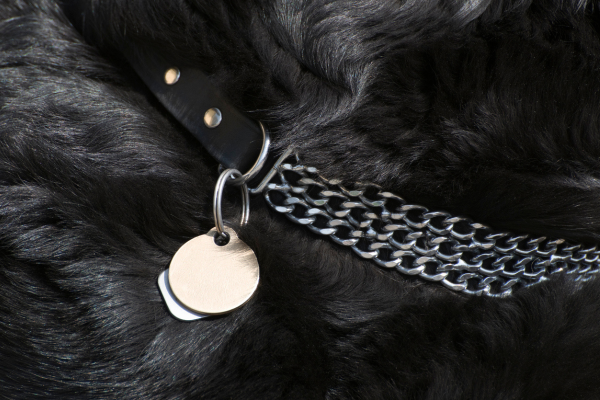 Article image for How dog tags will reunite pet owners with their lost pets sooner