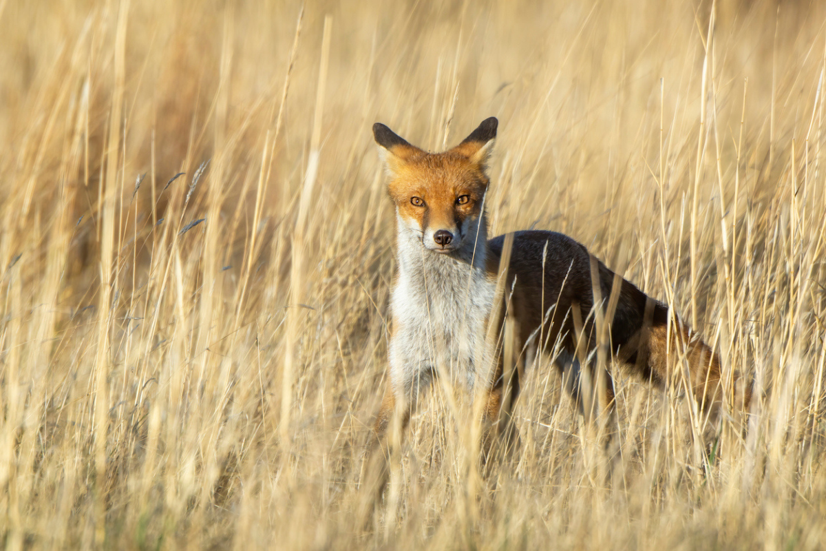 Article image for Questions raised about increased fox sightings