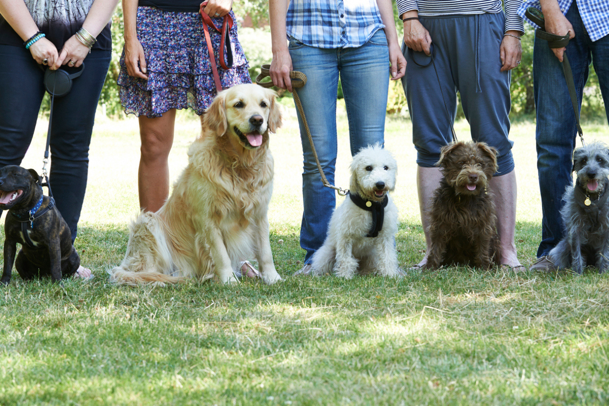 Article image for The ‘people-oriented’ dog revealed as Victoria’s most popular breed