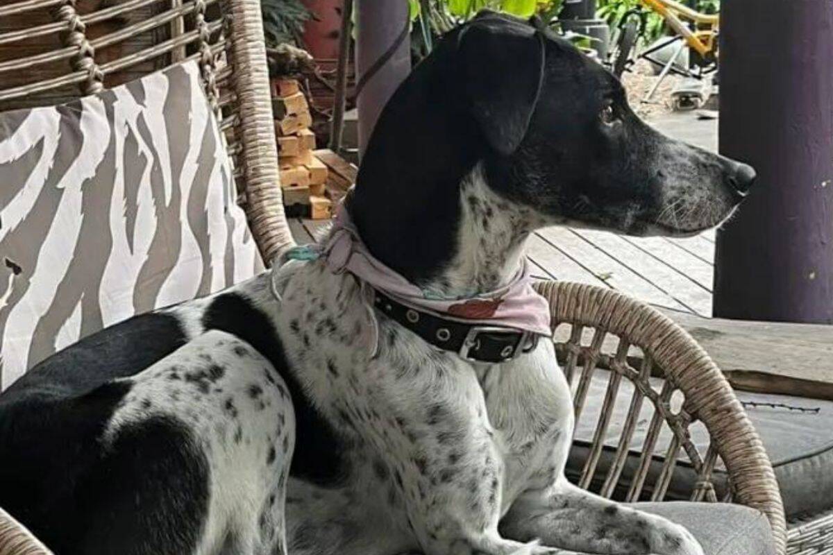 Article image for ‘Quite incredible’: A dog’s lucky escape after falling off cliff at Cape Schanck