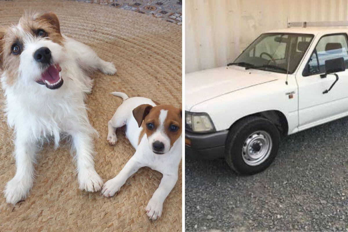 Article image for Dogs stolen and killed in ‘disturbing’ incident in state’s north-west