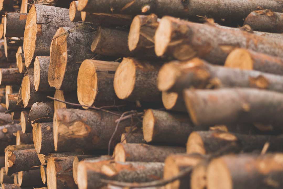 Article image for Andrews government called out for pillaging Tasmania’s timber stocks