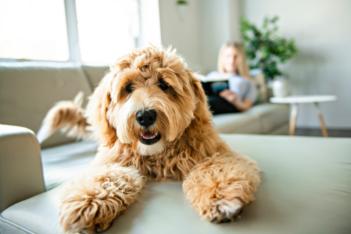Article image for Ask Neil Anything: Do animals get headaches?