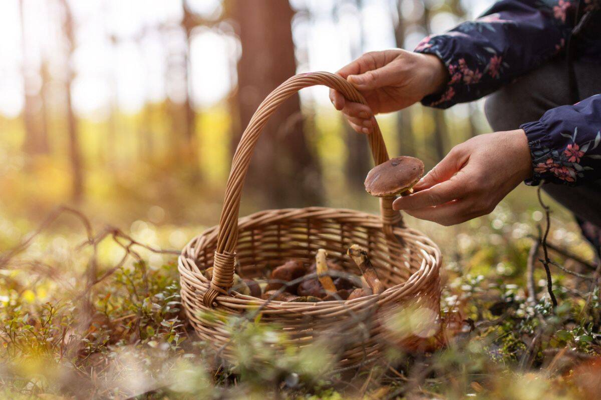 Article image for Fungi expert issues stark warning for those foraging mushrooms