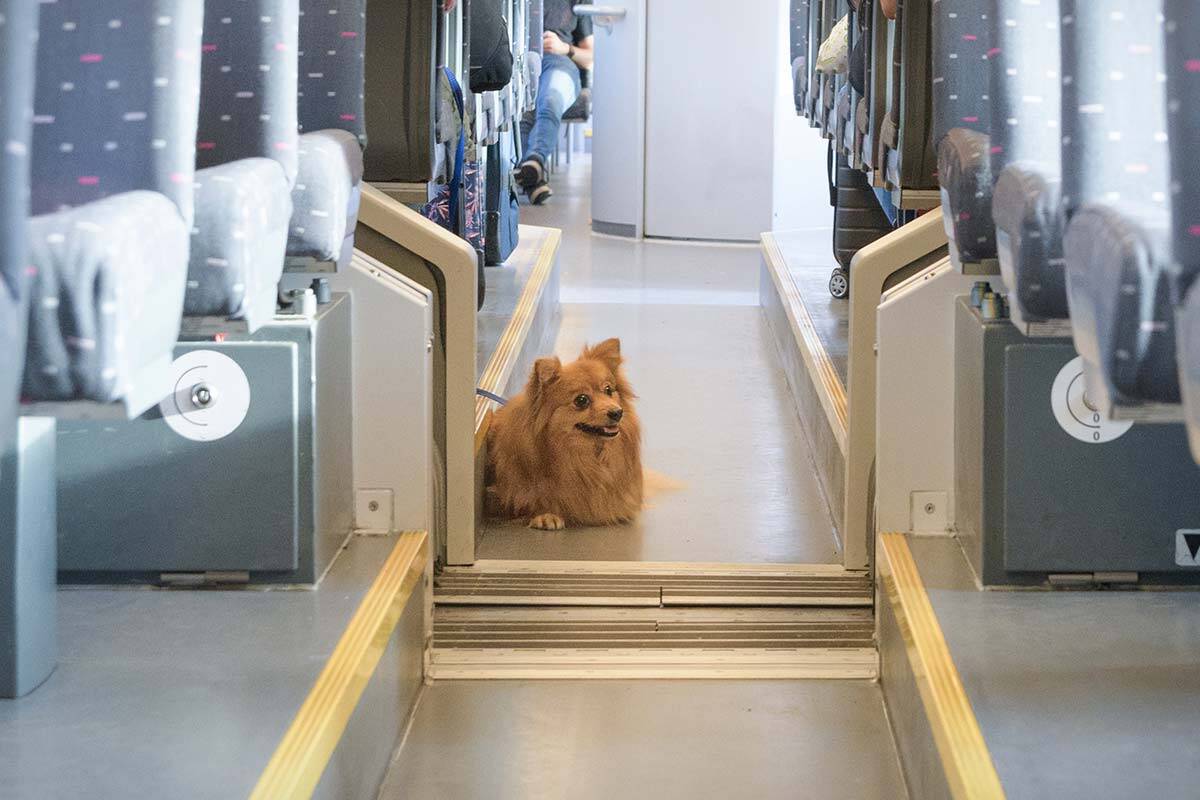 Article image for Sydney’s lord mayor pushes for change to NSW train rules for pets