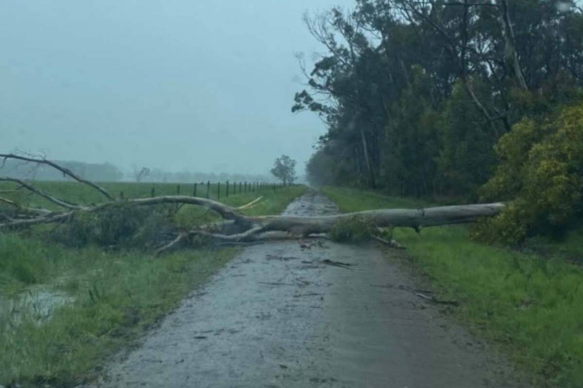 Article image for More than 15,000 homes without power as wild winds lash the state