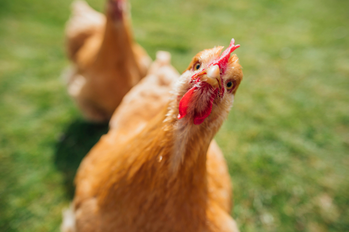 Article image for Ask Neil Anything: Can a chicken lay purely white or brown eggs?