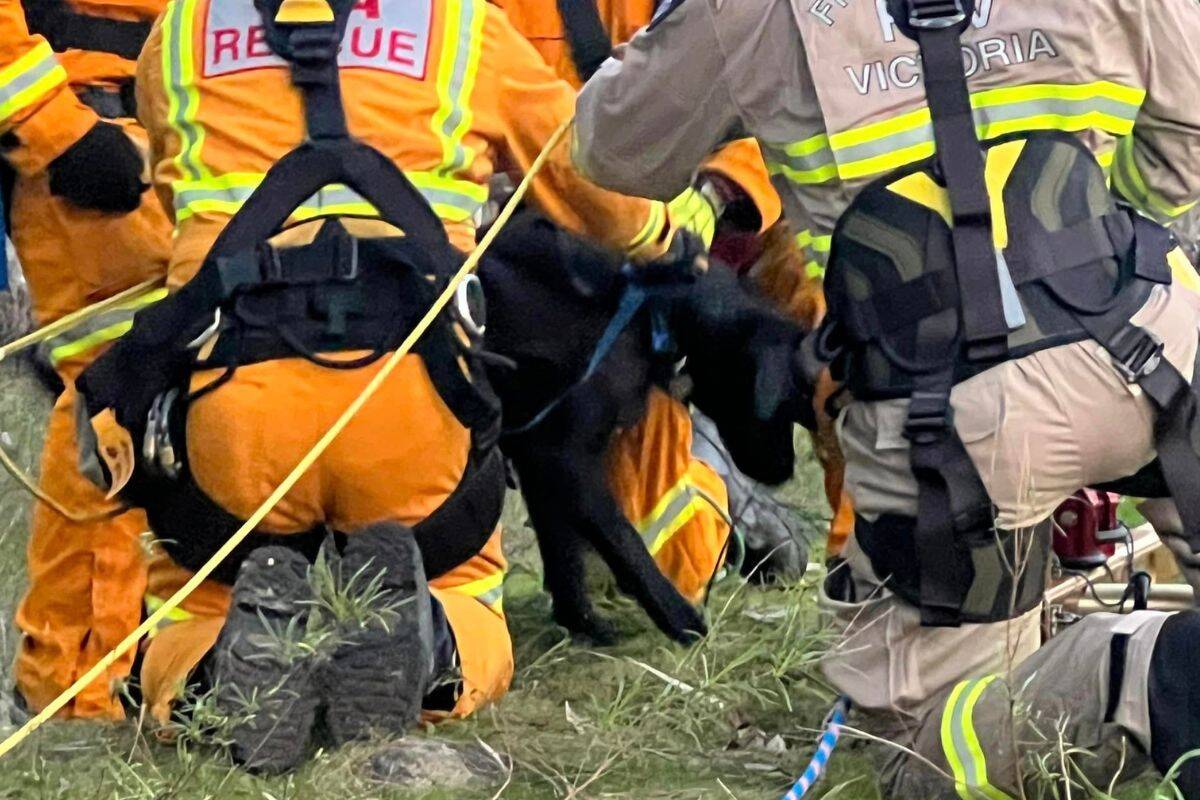 Article image for Labrador puppy survives 15-metre fall into a mining shaft