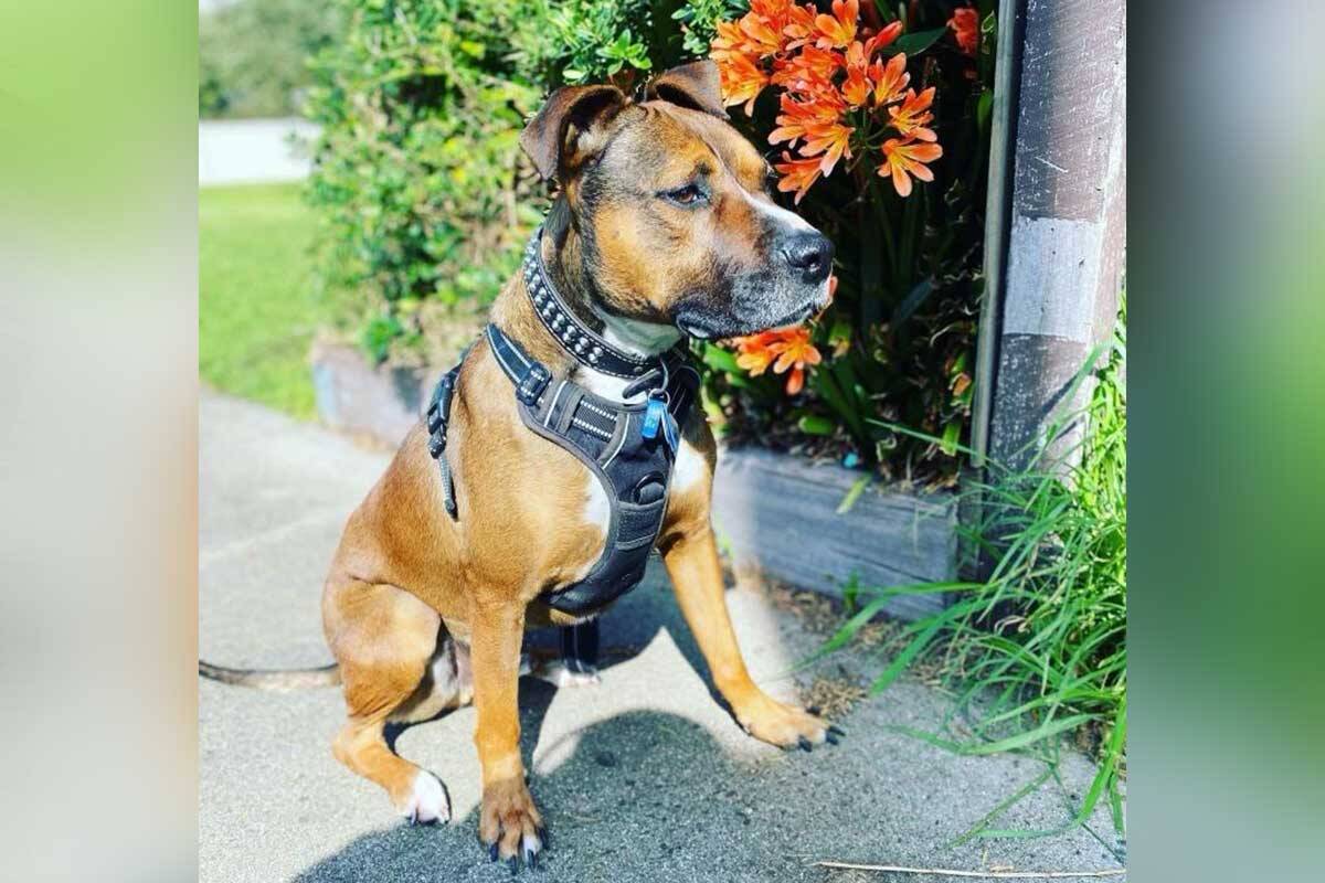 Article image for The EXTREMELY unexpected place a missing dog was found yesterday