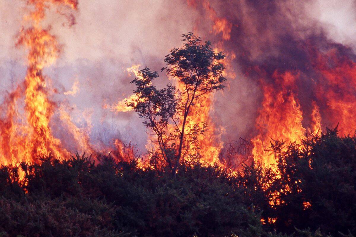Article image for Gippsland residents detail how their towns are coping as bushfires rage
